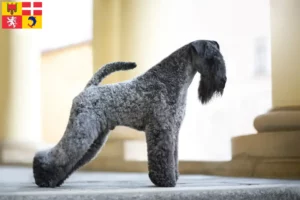 Read more about the article Kerry Blue Terrier breeders and puppies in Auvergne-Rhône-Alpes