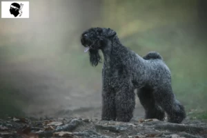 Read more about the article Kerry Blue Terrier breeders and puppies in Corsica