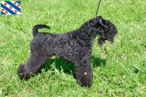 Read more about the article Kerry Blue Terrier breeders and puppies in Friesland