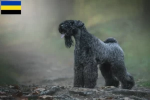 Read more about the article Kerry Blue Terrier breeders and puppies in Gelderland