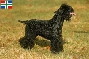 Read more about the article Kerry Blue Terrier breeders and puppies in Groningen