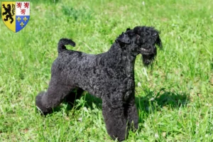 Read more about the article Kerry Blue Terrier breeders and puppies in Hauts-de-France