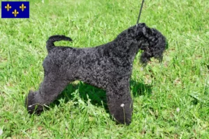 Read more about the article Kerry Blue Terrier breeders and puppies in Île-de-France