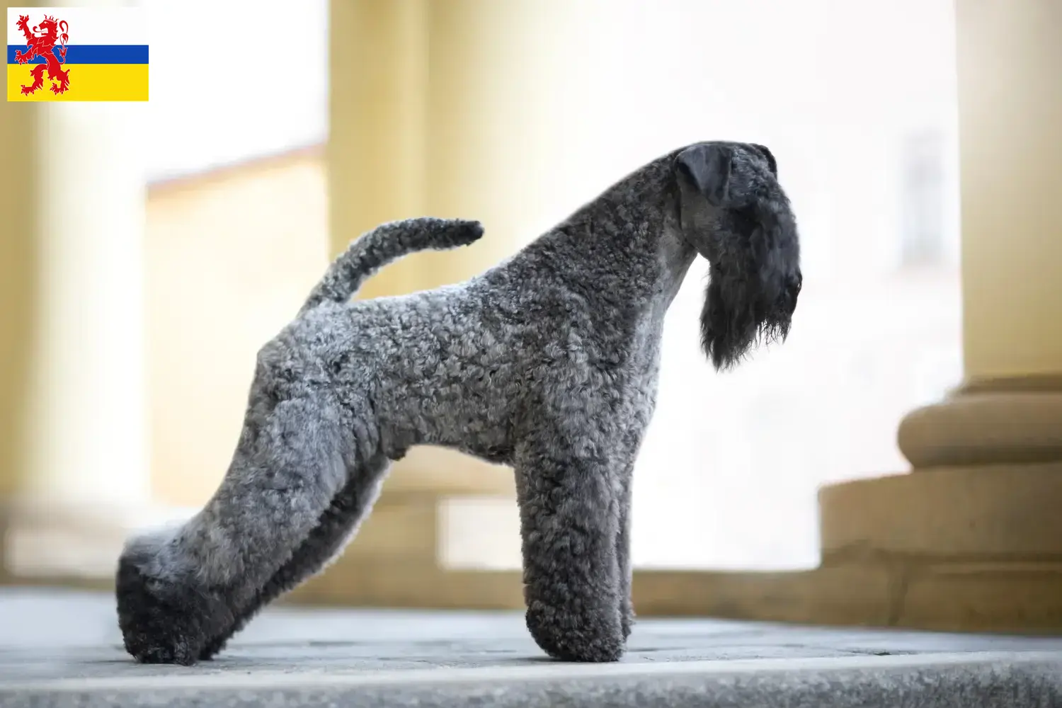 Kerry Blue Terrier puppies and breeder Limburg Find Kerry Blue Terrier breeders in Limburg here.