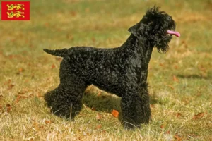 Read more about the article Kerry Blue Terrier breeders and puppies in Normandy