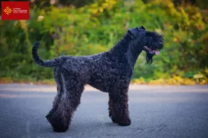 Read more about the article Kerry Blue Terrier breeders and puppies in Occitania