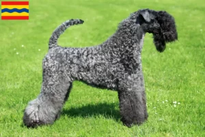 Read more about the article Kerry Blue Terrier breeders and puppies in Overijssel