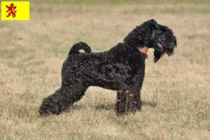 Read more about the article Kerry Blue Terrier breeders and puppies in South Holland