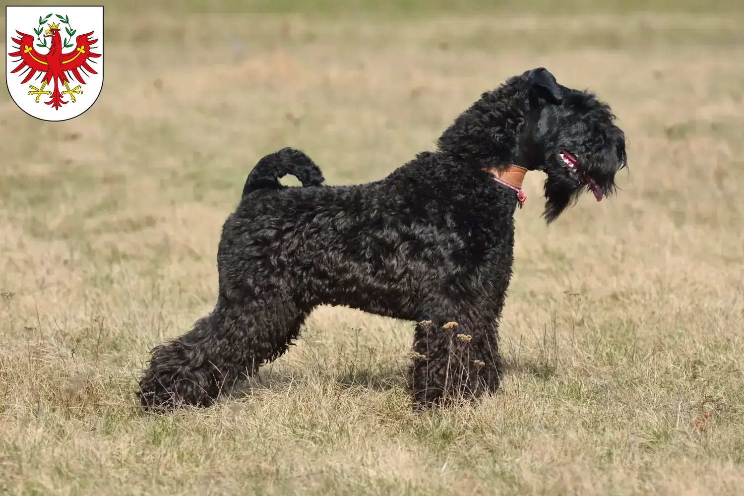 Kerry Blue Terrier puppies and breeders Tyrol Here you will find Kerry Blue Terrier breeders in Tyrol.
