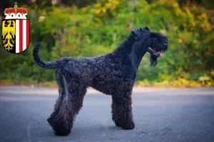 Read more about the article Kerry Blue Terrier breeders and puppies in Upper Austria