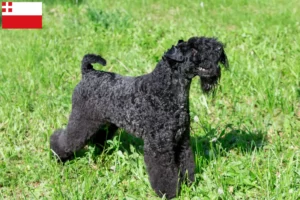 Read more about the article Kerry Blue Terrier breeders and puppies in Utrecht