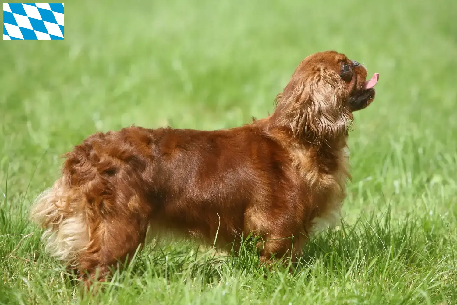 King Charles Spaniel puppies and breeders Bavaria Here you can find King Charles Spaniels breeders in Bavaria.