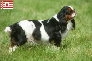 Read more about the article King Charles Spaniel breeders and puppies in Bremen