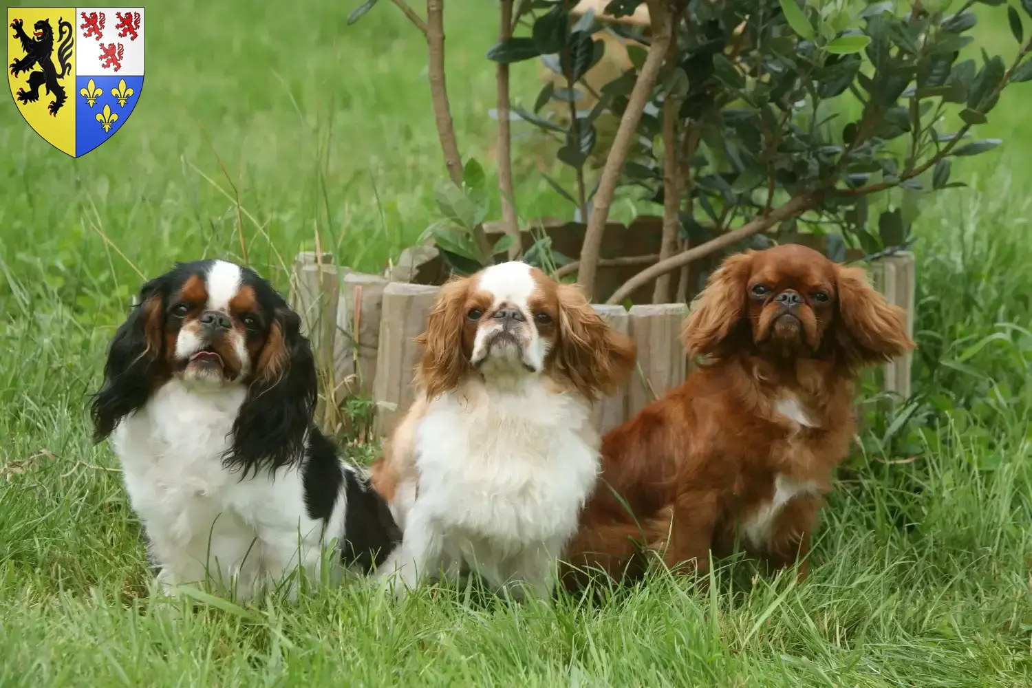 King Charles Spaniel puppies and breeders Hauts-de-France Find here King Charles Spaniels breeders in Hauts-de-France.