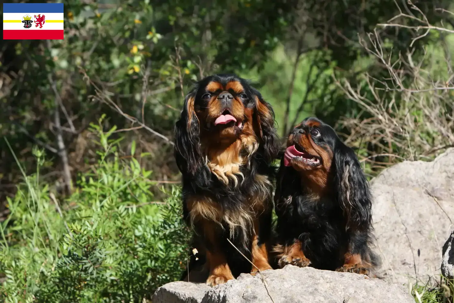 King Charles Spaniel puppies and breeders Mecklenburg-Vorpommern Here you can find King Charles Spaniels breeders in Mecklenburg-Vorpommern.
