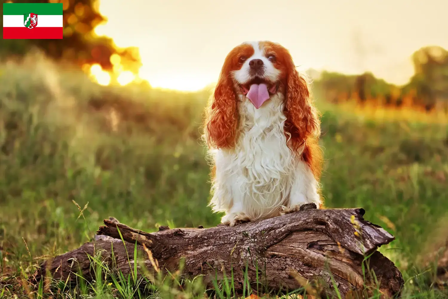 King Charles Spaniel puppies and breeders North Rhine-Westphalia Here you can find King Charles Spaniels breeders in North Rhine-Westphalia.