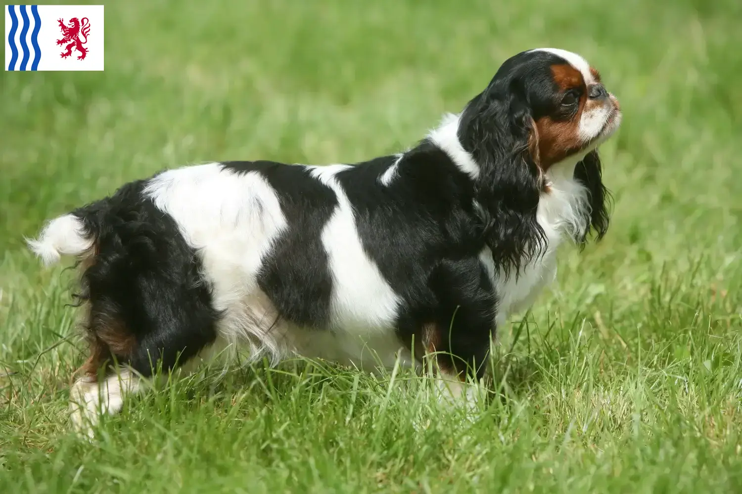 King Charles Spaniel puppies and breeder Nouvelle-Aquitaine Find King Charles Spaniels breeders in Nouvelle-Aquitaine.