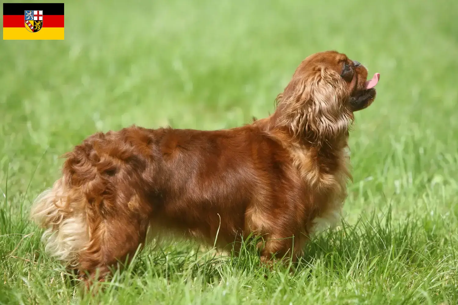 King Charles Spaniel puppies and breeders Saarland Here you can find King Charles Spaniels breeders im Saarland.