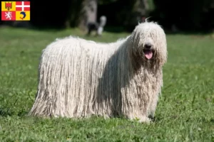 Read more about the article Komondor breeders and puppies in Auvergne-Rhône-Alpes