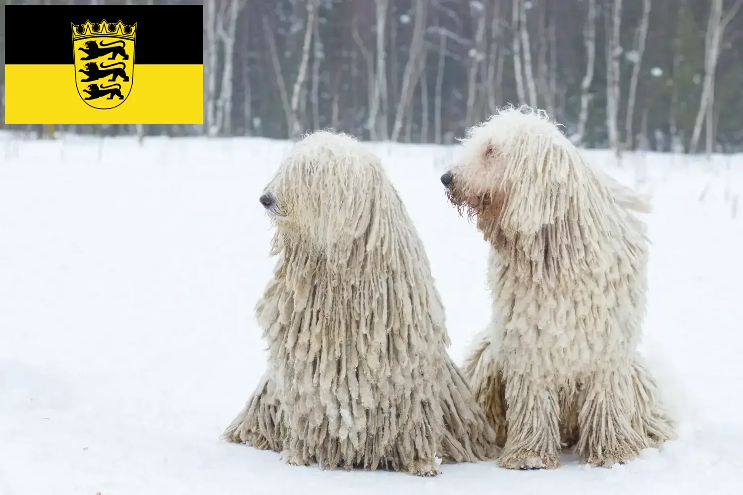 Komondor puppies and breeders Baden-Württemberg Here you can find Komondore breeders in Baden-Württemberg.