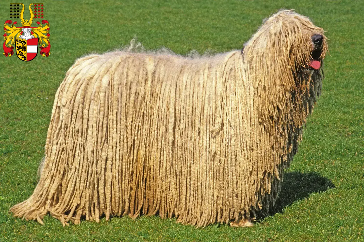 Read more about the article Komondor breeders and puppies in Carinthia