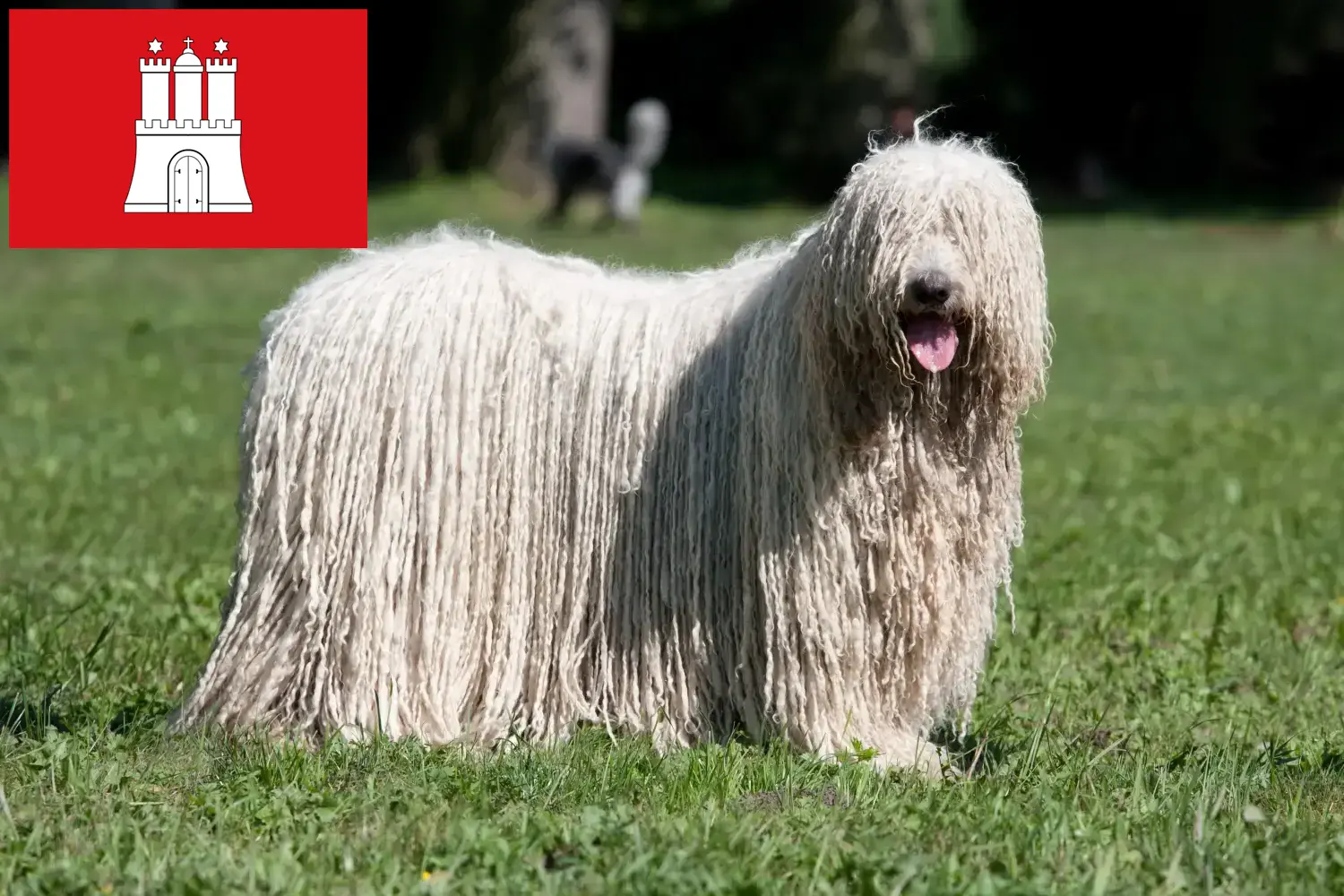 Komondor puppies and breeders Hamburg Here you can find Komondore breeders in Hamburg.