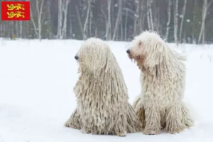 Read more about the article Komondor breeders and puppies in Normandy