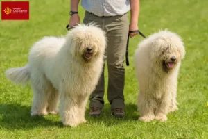 Read more about the article Komondor breeders and puppies in Occitania