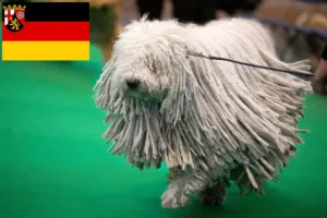 Read more about the article Komondor breeders and puppies in Rhineland-Palatinate