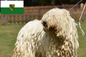 Read more about the article Komondor breeders and puppies in Saxony