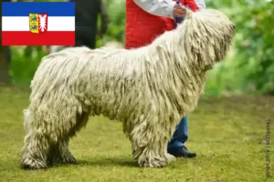 Read more about the article Komondor breeders and puppies in Schleswig-Holstein