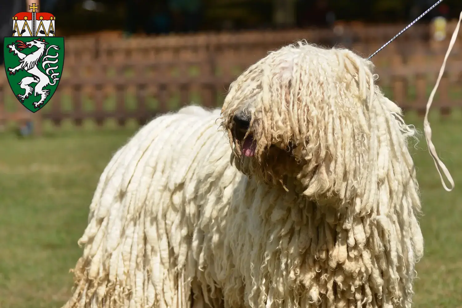 Komondor puppies and breeders Styria Here you can find Komondore breeders in Styria.