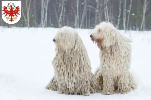 Read more about the article Komondor breeders and puppies in Tirol
