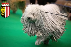 Read more about the article Komondor breeders and puppies in Upper Austria