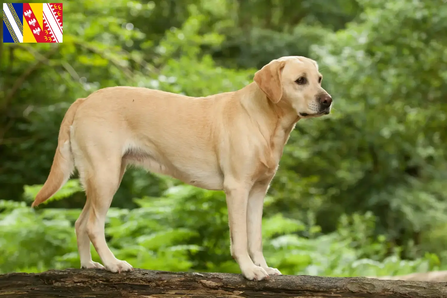 Labrador puppies and breeder Grand Est Find Labrador breeders in Grand Est here.