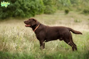 Read more about the article Labrador breeders and puppies in Midtjylland