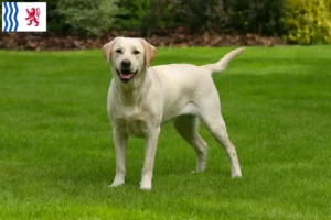 Read more about the article Labrador breeders and puppies in Nouvelle-Aquitaine