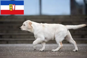 Read more about the article Labrador breeders and puppies in Schleswig-Holstein
