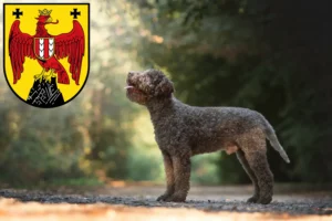 Read more about the article Lagotto Romagnolo breeders and puppies in Burgenland