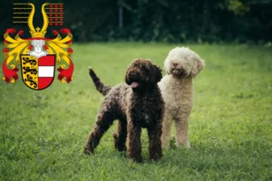 Read more about the article Lagotto Romagnolo breeders and puppies in Carinthia