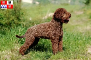 Read more about the article Lagotto Romagnolo breeders and puppies in Central Bohemia