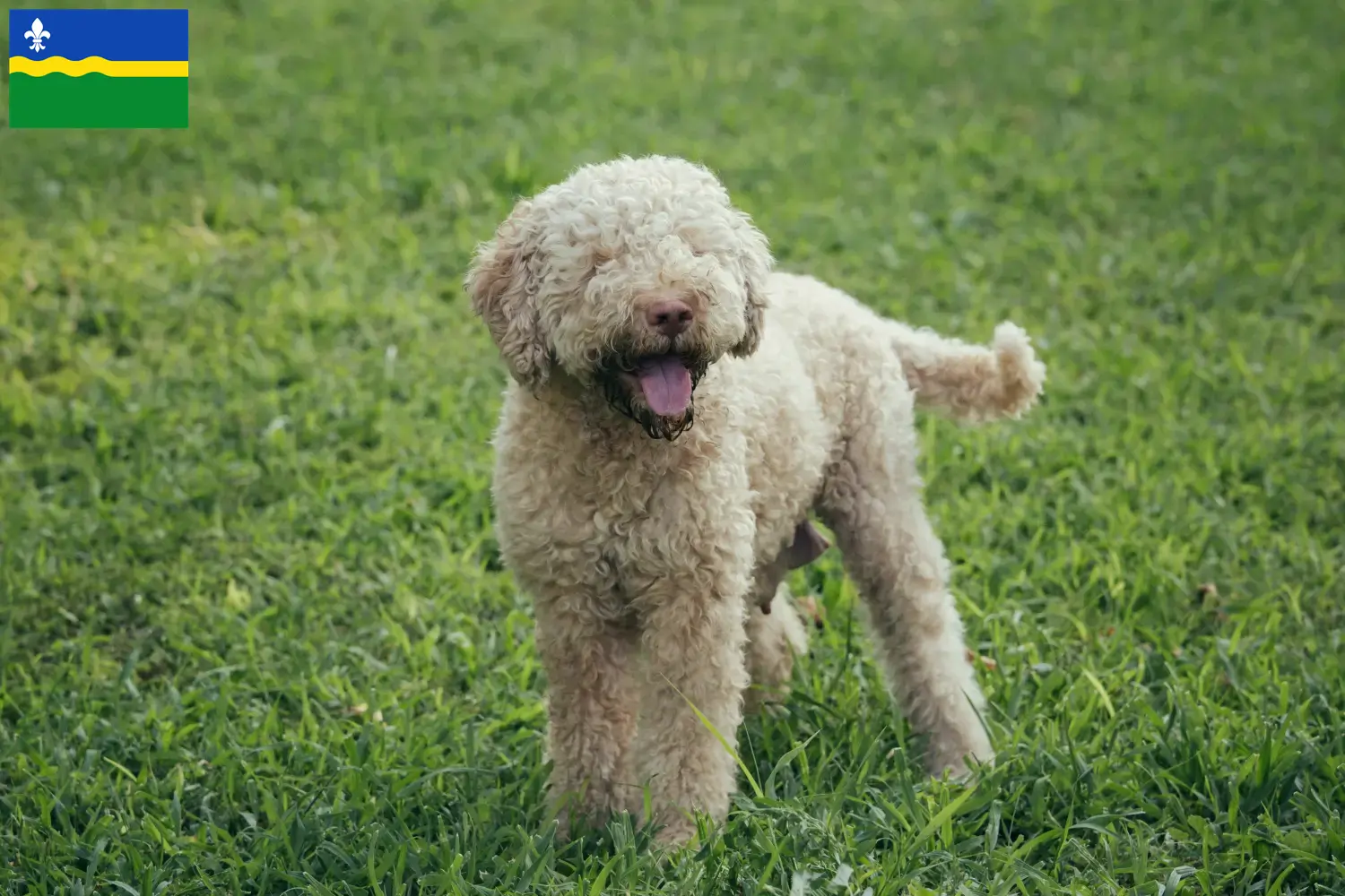 Read more about the article Lagotto Romagnolo breeders and puppies in Flevoland