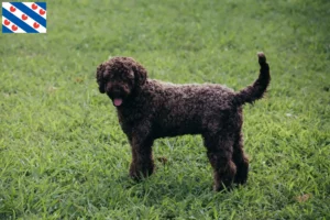 Read more about the article Lagotto Romagnolo breeders and puppies in Friesland