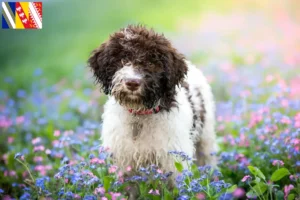 Read more about the article Lagotto Romagnolo breeders and puppies in Grand Est