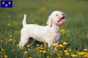 Read more about the article Lagotto Romagnolo breeders and puppies in Île-de-France