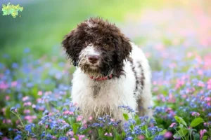 Read more about the article Lagotto Romagnolo breeders and puppies in Midtjylland