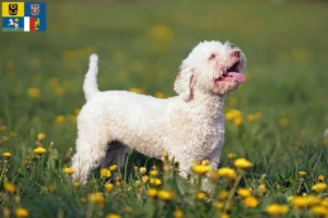 Read more about the article Lagotto Romagnolo breeders and puppies in Moravia-Silesia