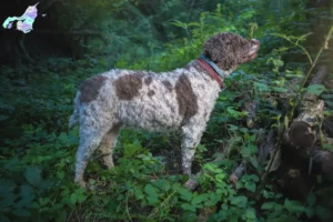 Read more about the article Lagotto Romagnolo breeders and puppies in Nordjylland