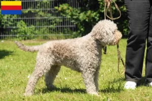 Read more about the article Lagotto Romagnolo breeders and puppies in North Holland