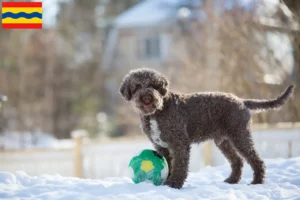 Read more about the article Lagotto Romagnolo breeders and puppies in Overijssel